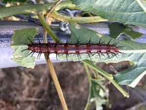 uploads/images/pest/coffee caterpillar.jpg